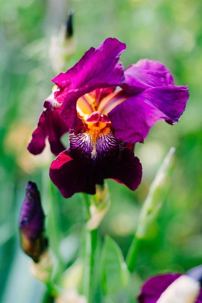 Purple Iris Petals Yellow Center Green Background