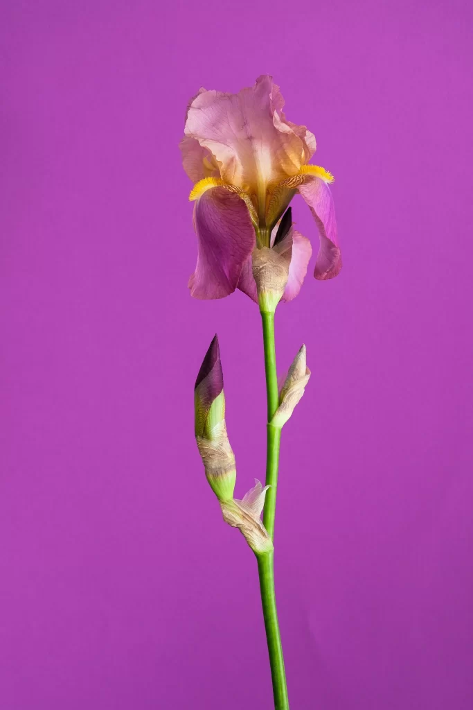Purple Iris Petals Yellow Center Green Stem