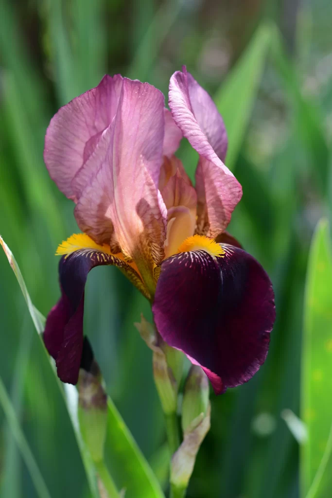 Purple Iris Petals Yellow Center Green Leaves