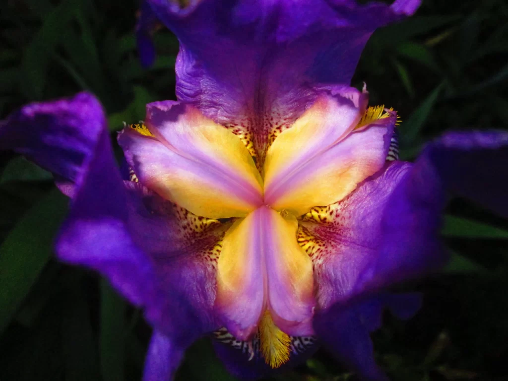 Purple Iris Petals Yellow Center Speckled