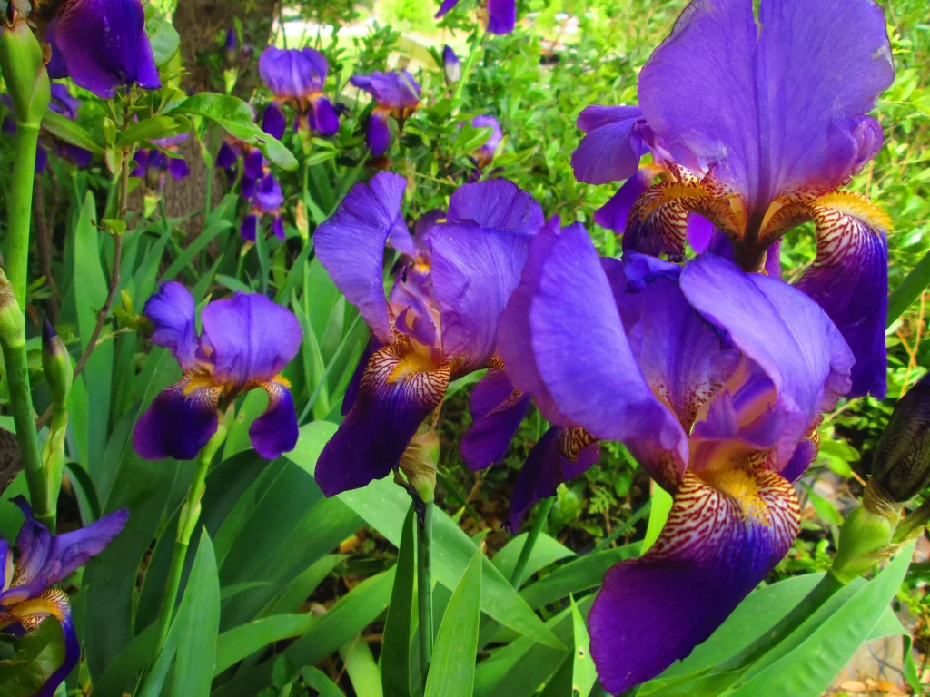 Purple Iris Petals Yellow Speckles Green Leaves