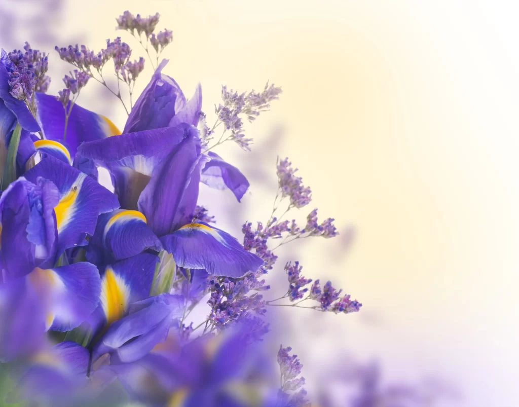Purple Iris Petals Yellow White