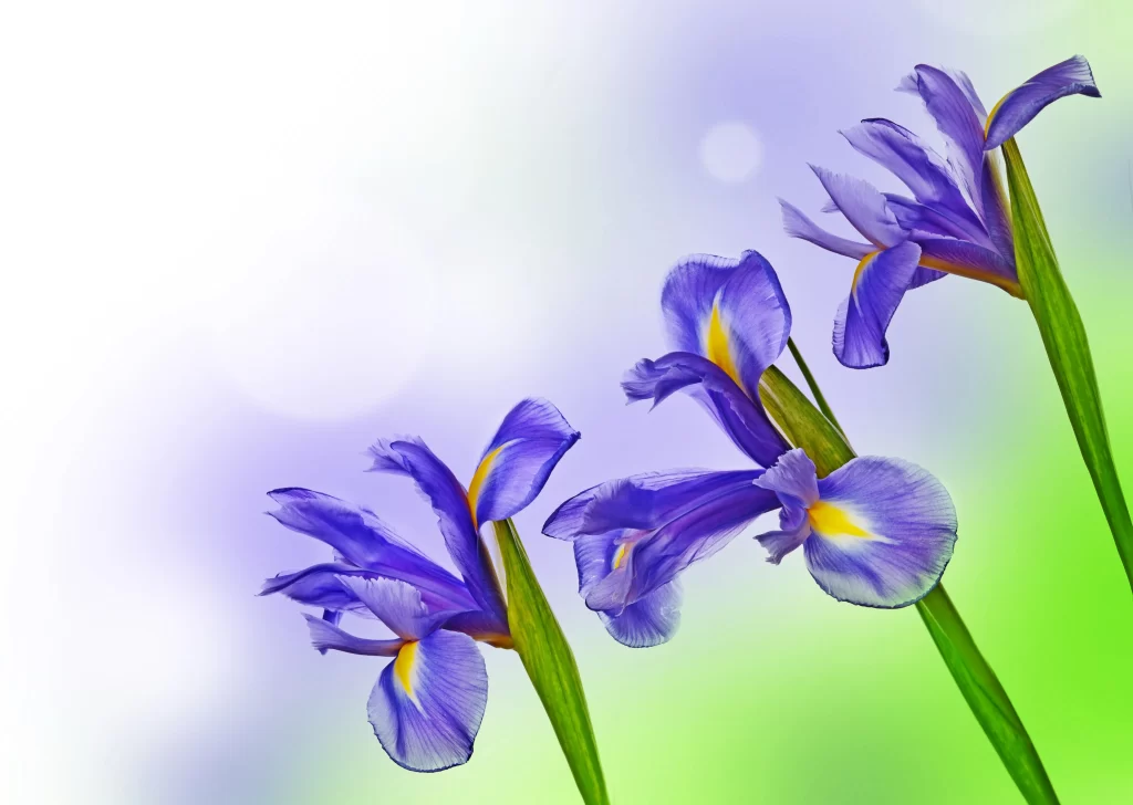 Purple Iris Petals Yellow Green
