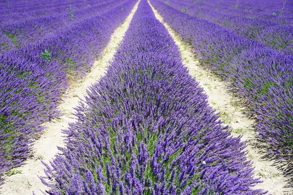 Purple Lavender Bushes Rows Blooming