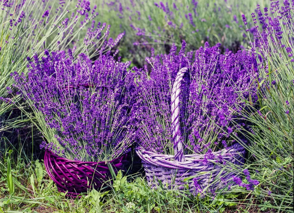 Purple Lavender Baskets Blooming Field