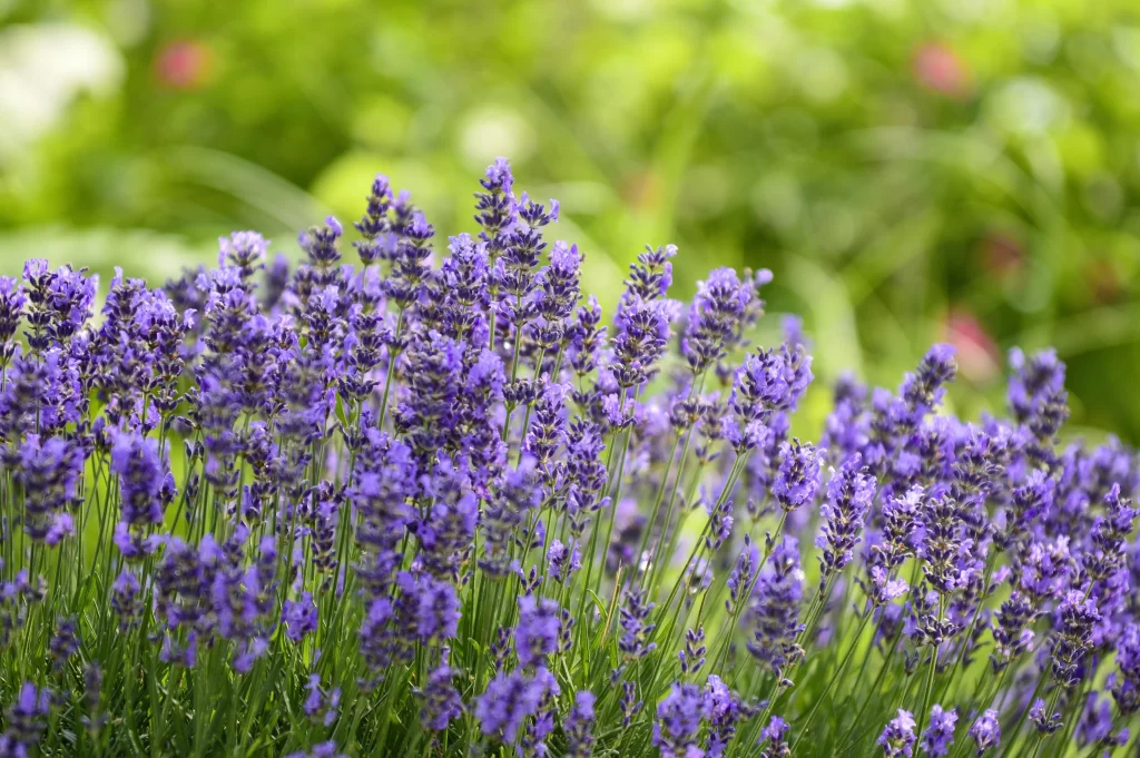 Purple Lavender Bloom Petals warm Greenery