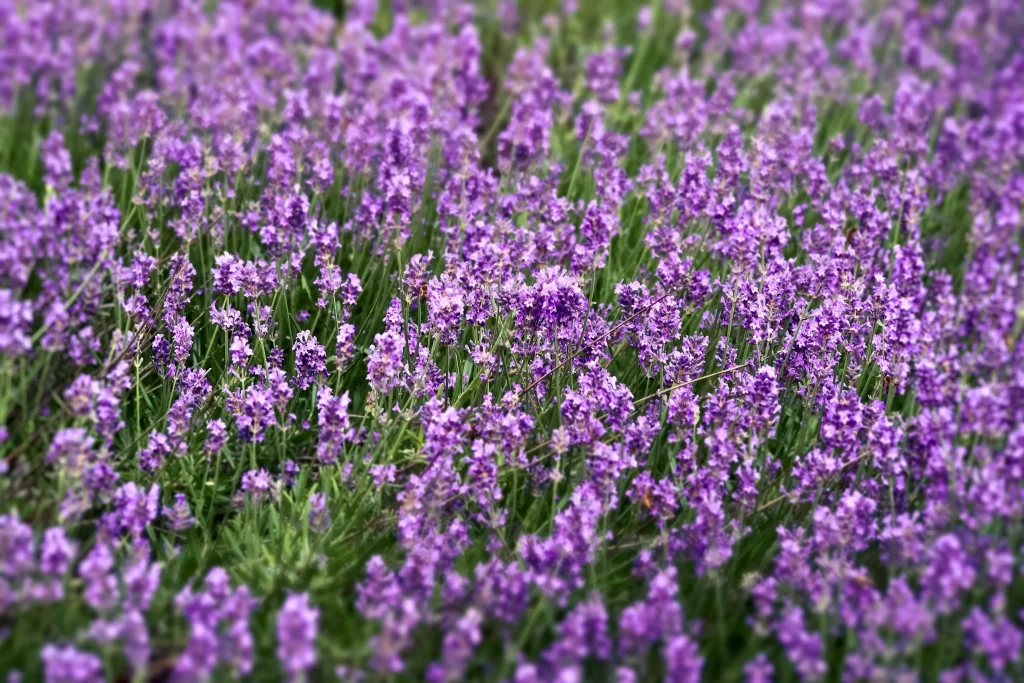 Purple Lavender Bloom Petals Greenery gray Field