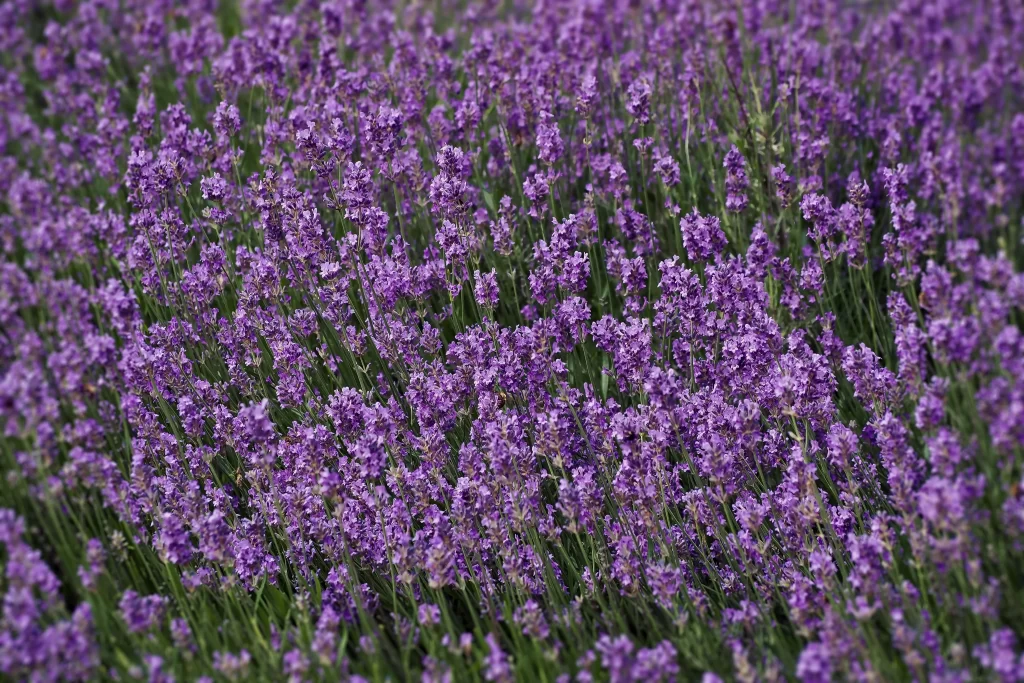 Purple Lavender Bloom Petals Dense gray Green