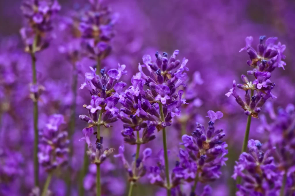 Purple Lavender Bloom Petals Stems Dense