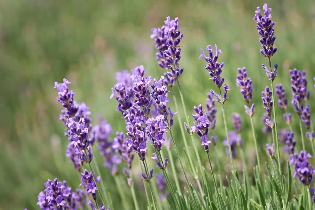 Purple Lavender Bloom Petals gray Greenery