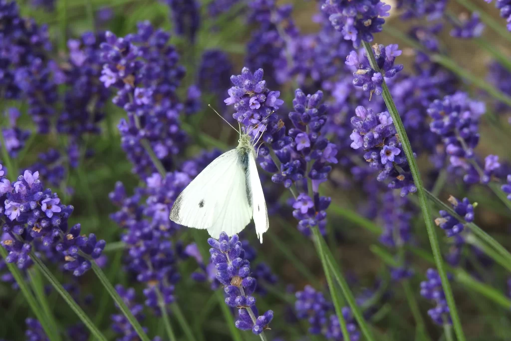 Purple Lavender Bloom Petals gray Butterfly