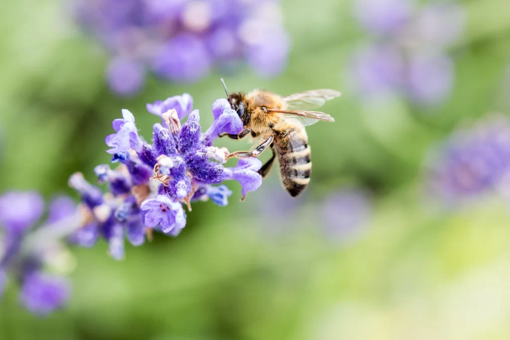 Purple Lavender Bloom Petals gray Bee