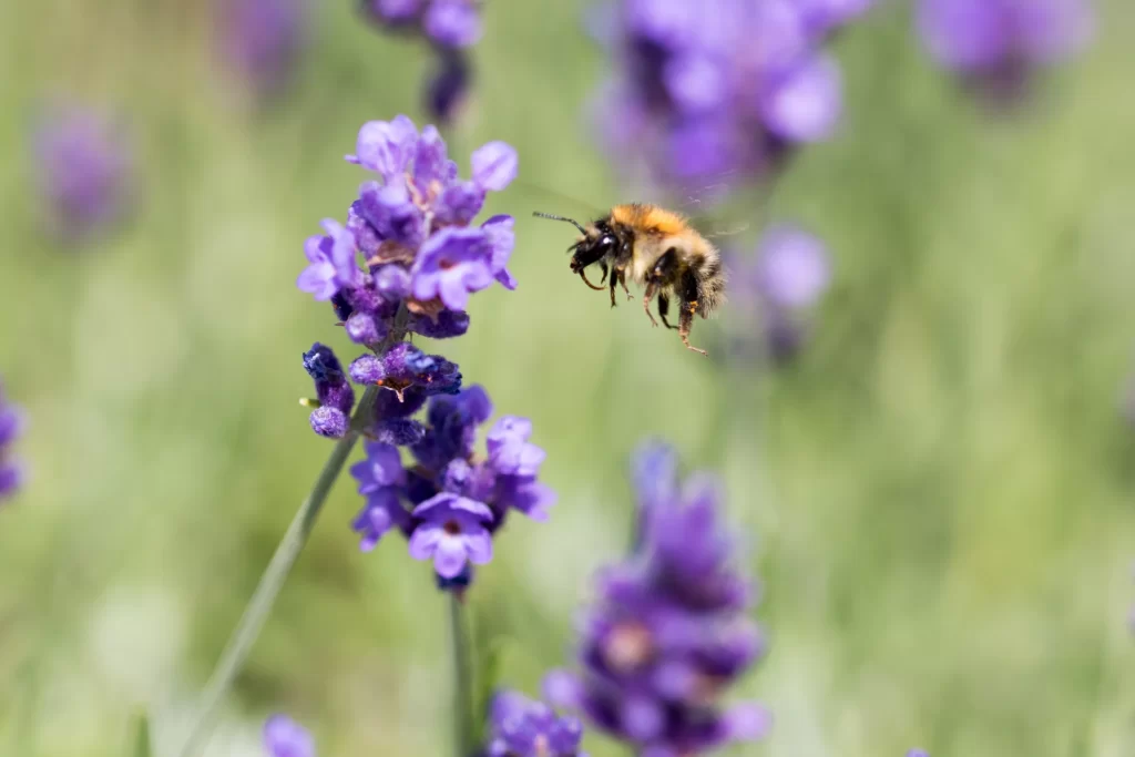 Purple Lavender Bloom Petals gray Bee