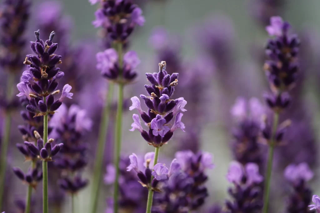 Purple Lavender Bloom Petals Stalks gray Greenery