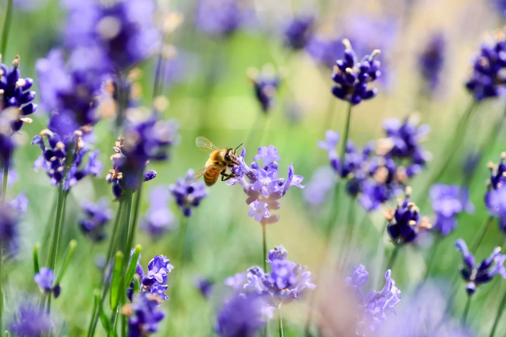Purple Lavender Bloom Petals gray Bee