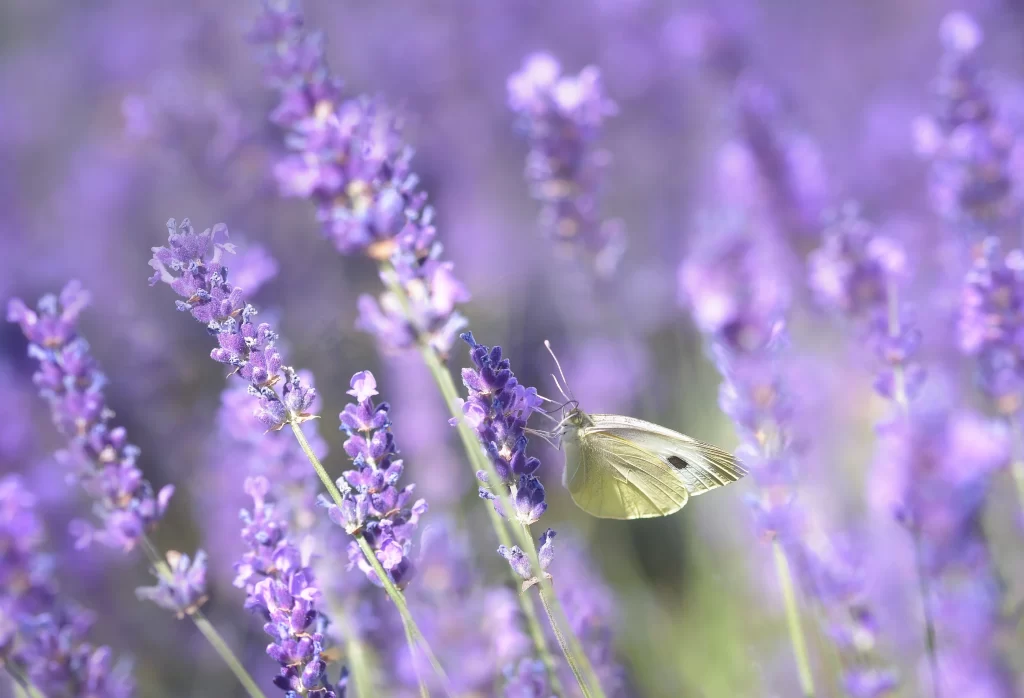 Purple Lavender Bloom Petals cool Butterfly