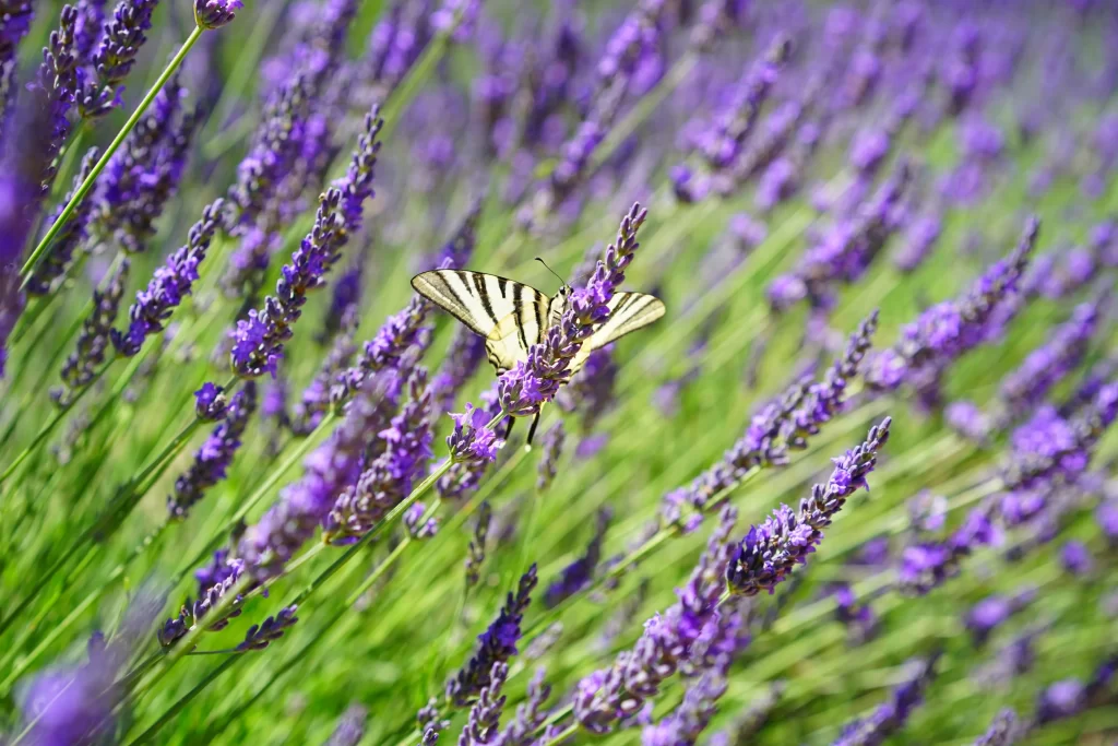 Purple Lavender Bloom Petals gray Butterfly