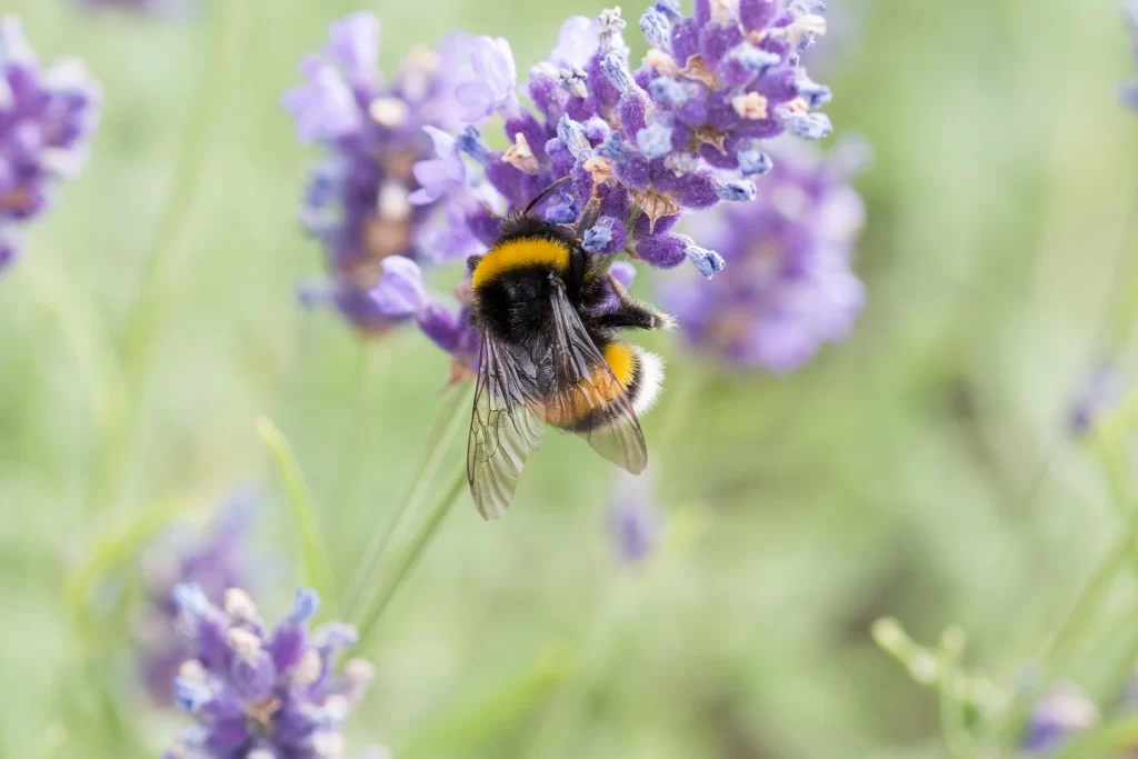 Purple Lavender Bloom Petals gray Bumblebee
