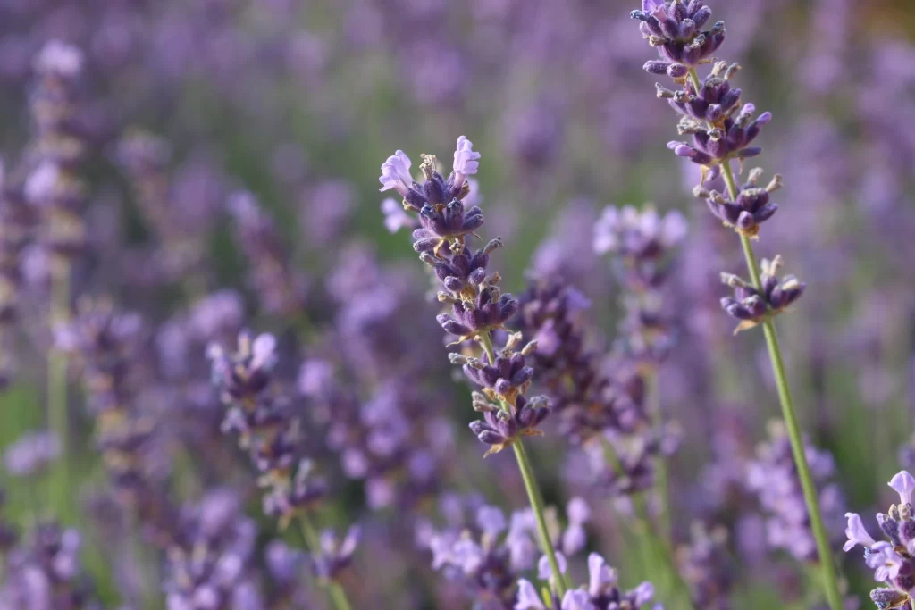 Purple Lavender Bloom Petals Stems Field