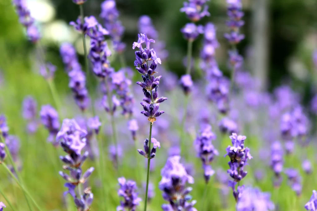 Purple Lavender Bloom Petals gray Greenery