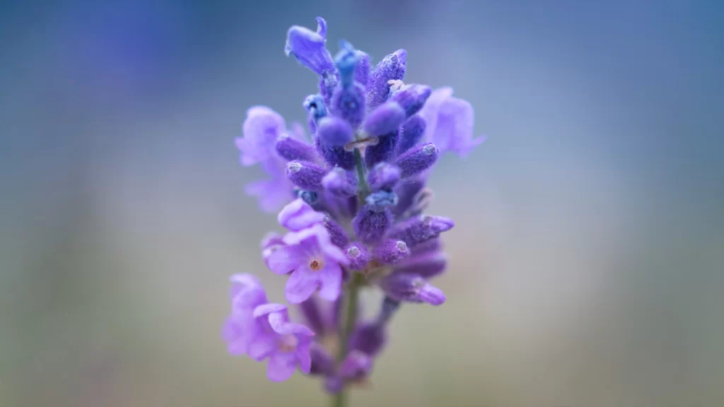 Purple Lavender Bloom Petals Fuzzy Texture
