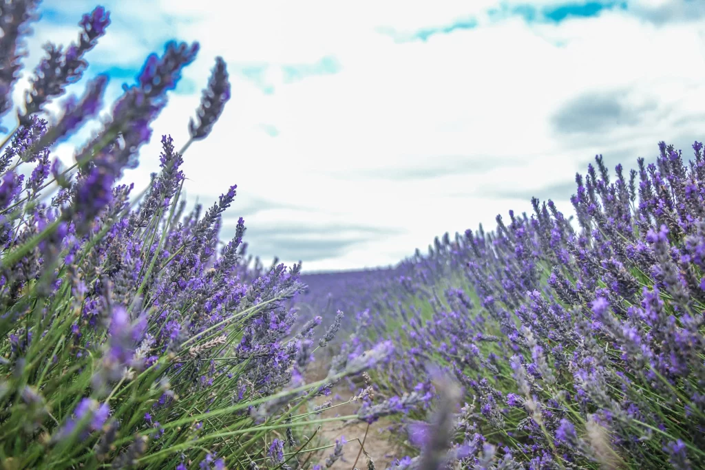 Purple Lavender Bloom Petals gray Field