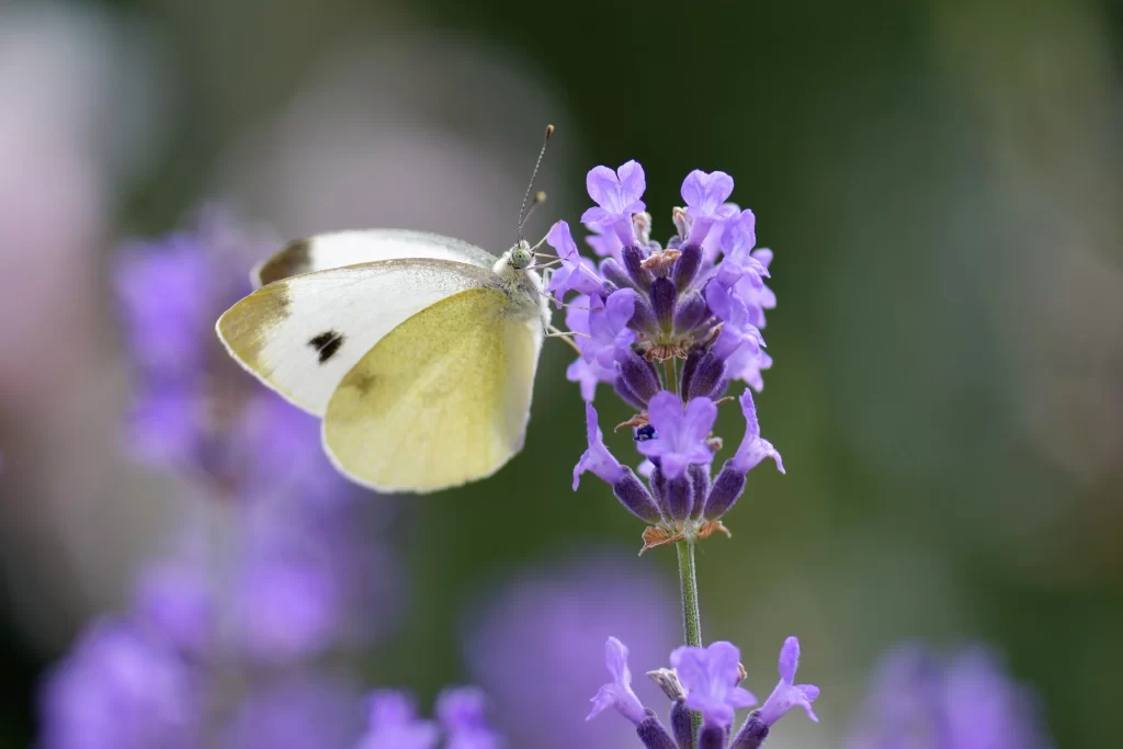 Purple Lavender Bloom Petals gray Butterfly