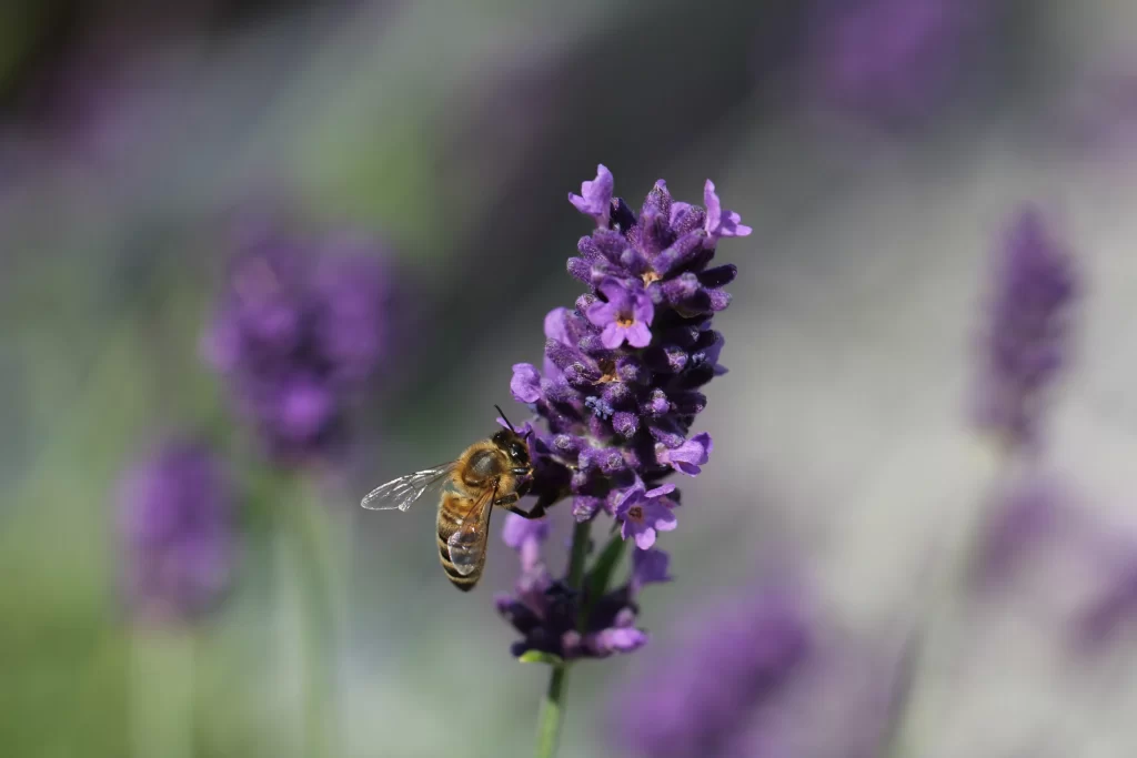 Purple Lavender Bloom Petals gray Bee