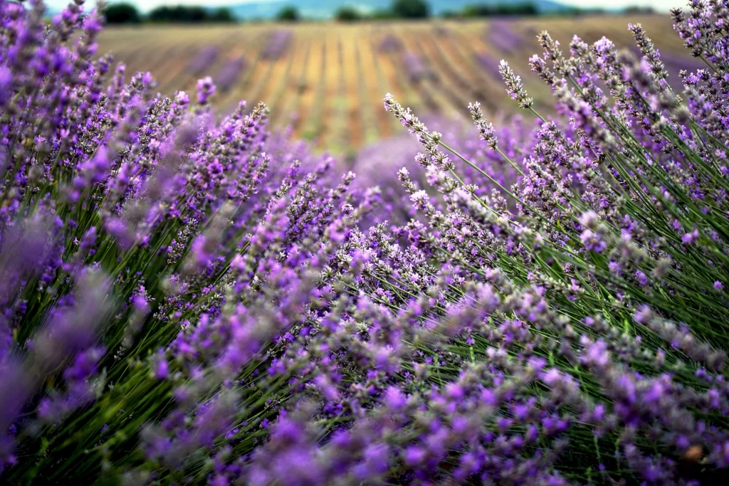 Purple Lavender Bloom Petals gray Field
