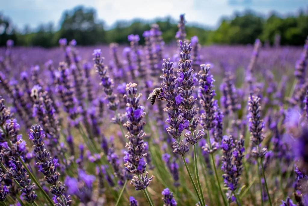 Purple Lavender Bloom Petals gray Field