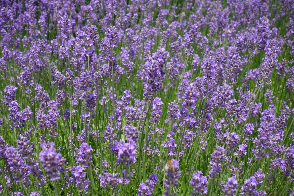 Purple Lavender Bloom Petals Field Green