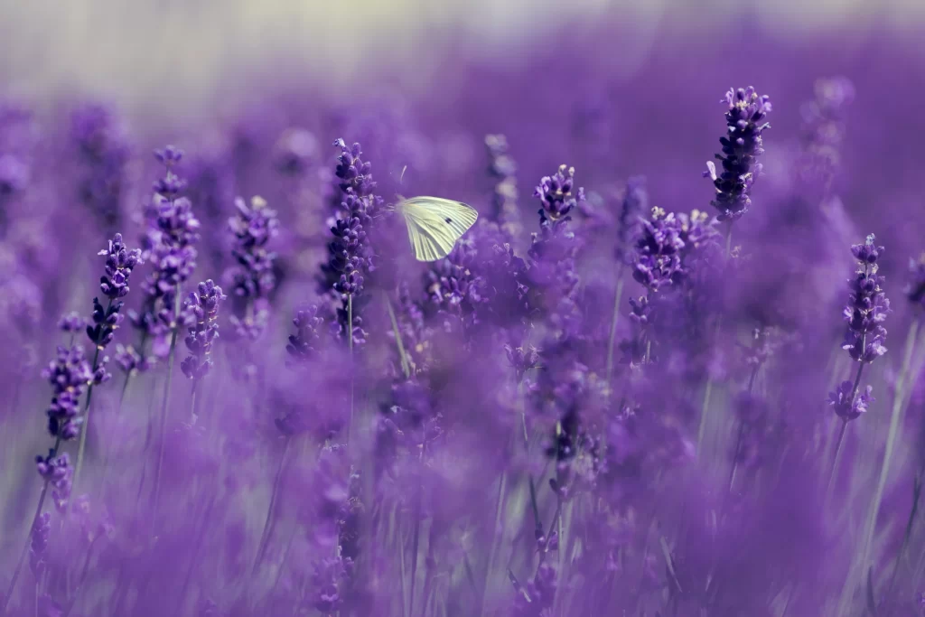 Purple Lavender Bloom Petals cool Field