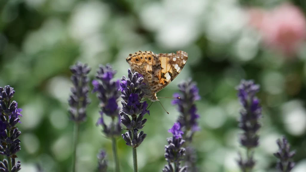 Purple Lavender Bloom Petals gray Garden