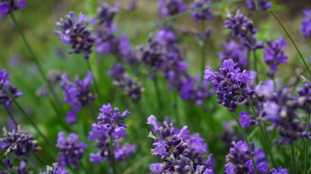 Purple Lavender Bloom Petals Green gray Stems