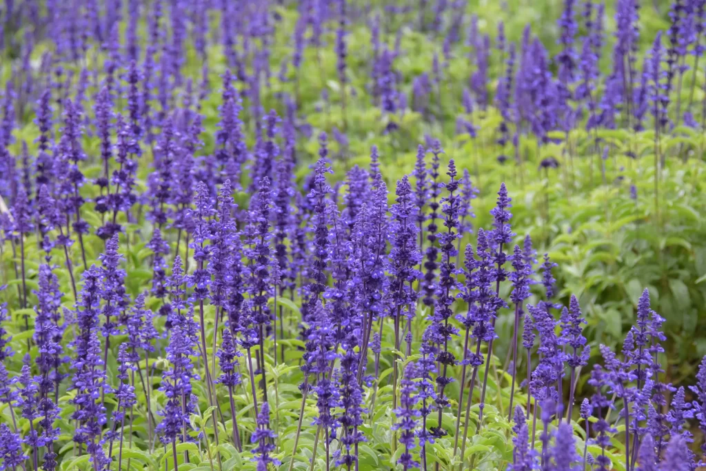 Purple Lavender Bloom Petals Green gray Leaves