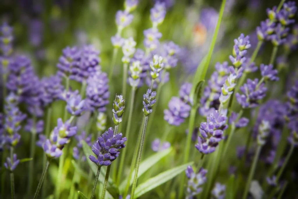 Purple Lavender Bloom Petals gray Greenery