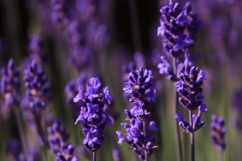 Purple Lavender Bloom Petals Stalks gray Field