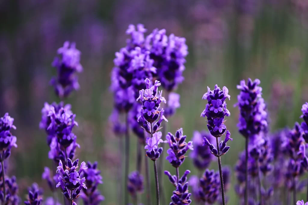 Purple Lavender Bloom Petals Stalks cool Field