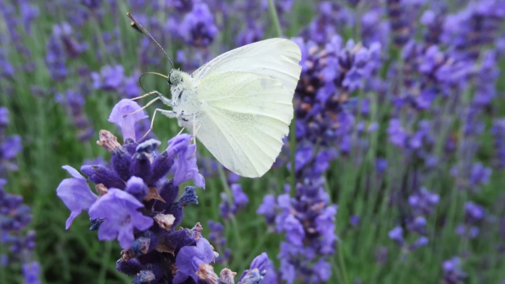 Purple Lavender Bloom Petals gray Butterfly