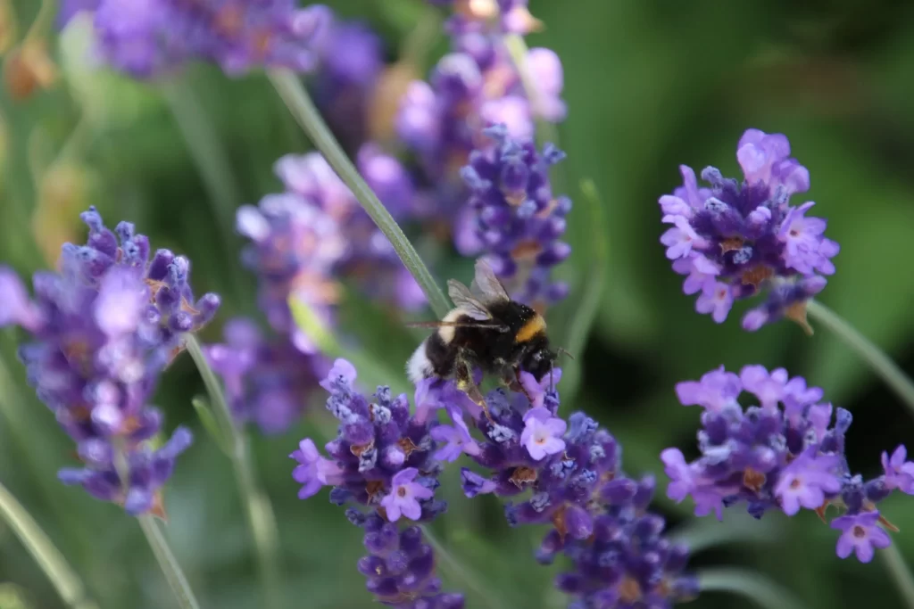 Purple Lavender Bloom Petals gray Bumblebee