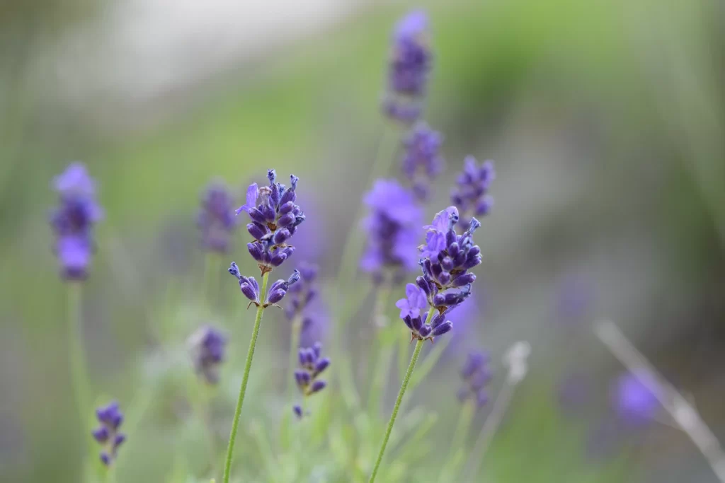 Purple Lavender Bloom Petals gray Greenery