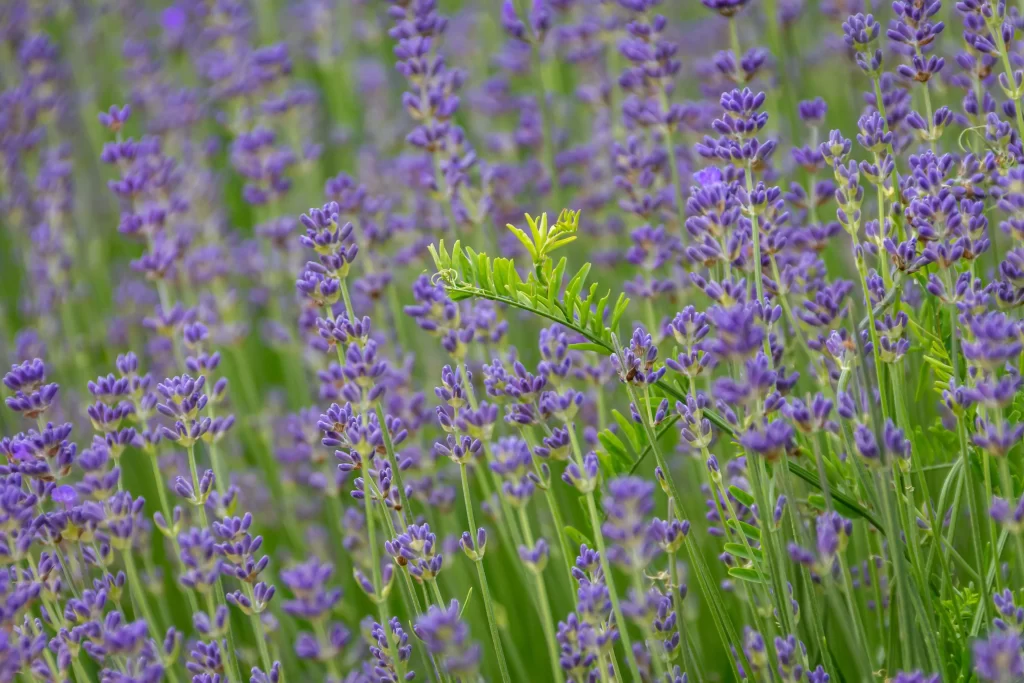 Purple Lavender Bloom Petals Green gray Stems