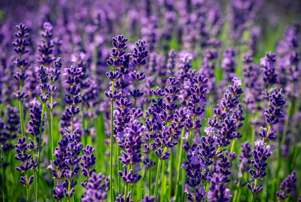 Purple Lavender Bloom Petals Green Stems Field