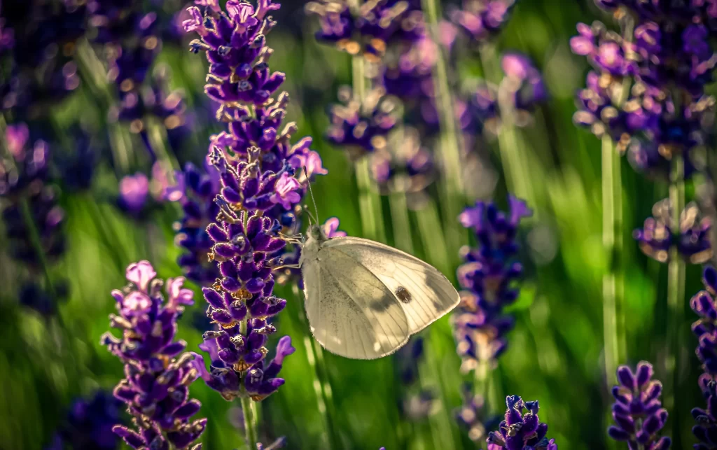 Purple Lavender Bloom Petals gray Greenery