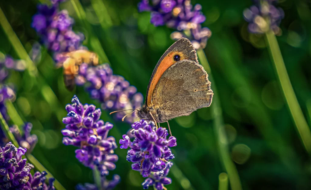 Purple Lavender Bloom Petals gray Greenery