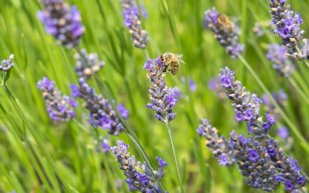 Purple Lavender Bloom Petals Bee warm Green