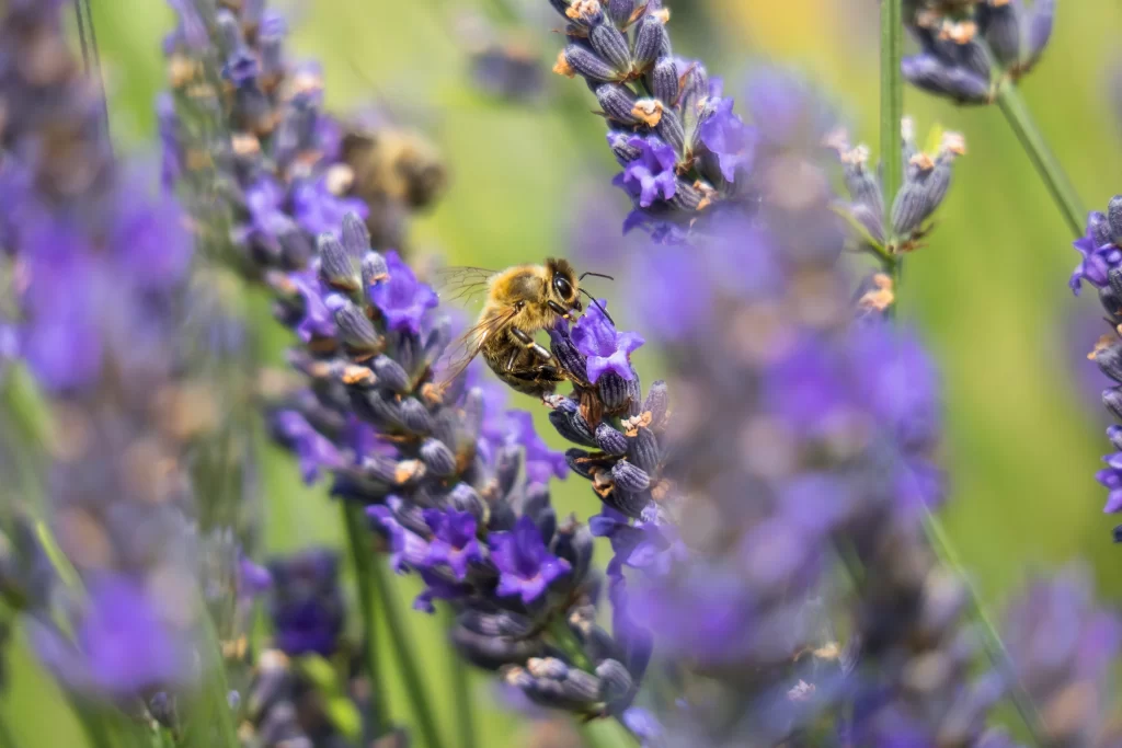 Purple Lavender Bloom Petals gray Bee