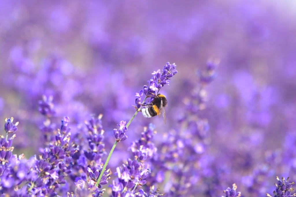 Purple Lavender Bloom Petals cool Bee