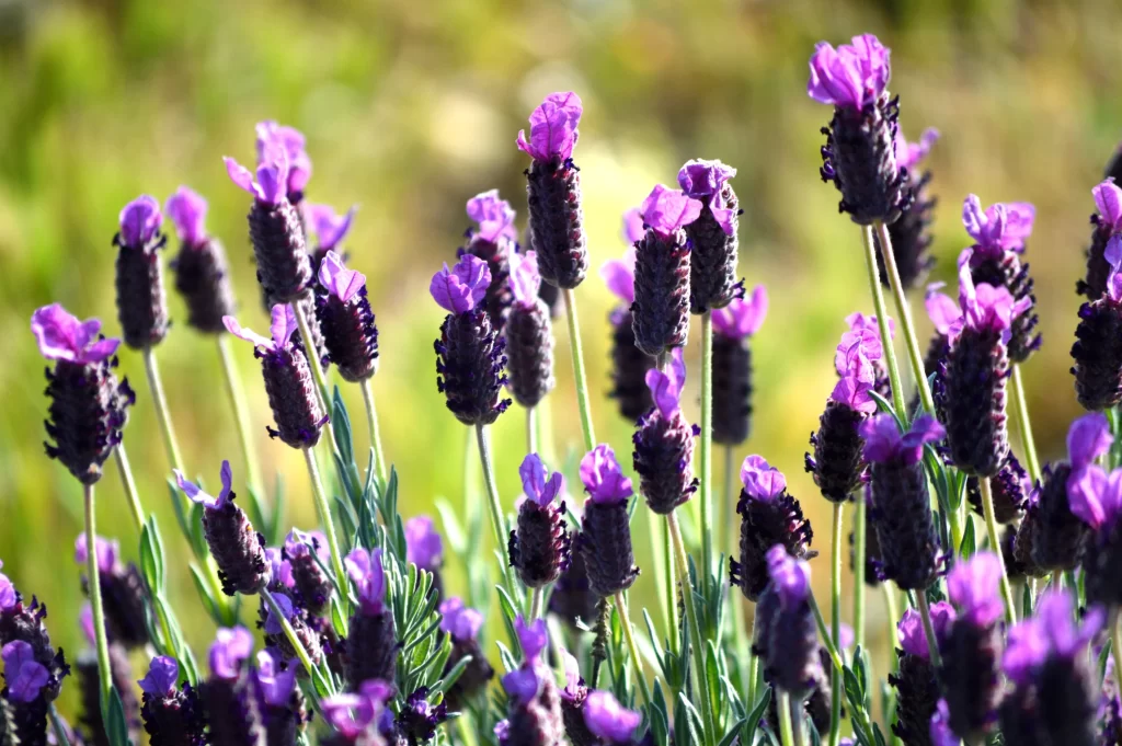 Purple Lavender Bloom Petals Stalks gray Greenery