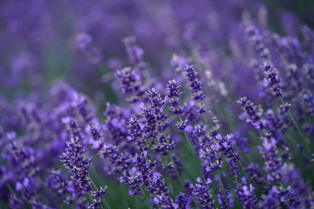 Purple Lavender Bloom Petals cool Field